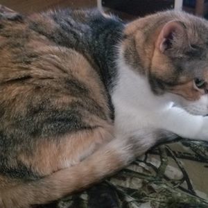 Meet your Posher, Joey